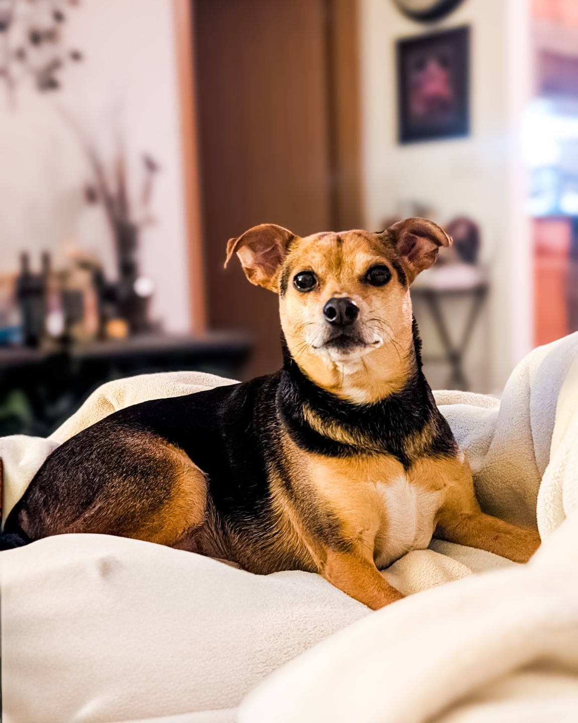 Dozer the dog