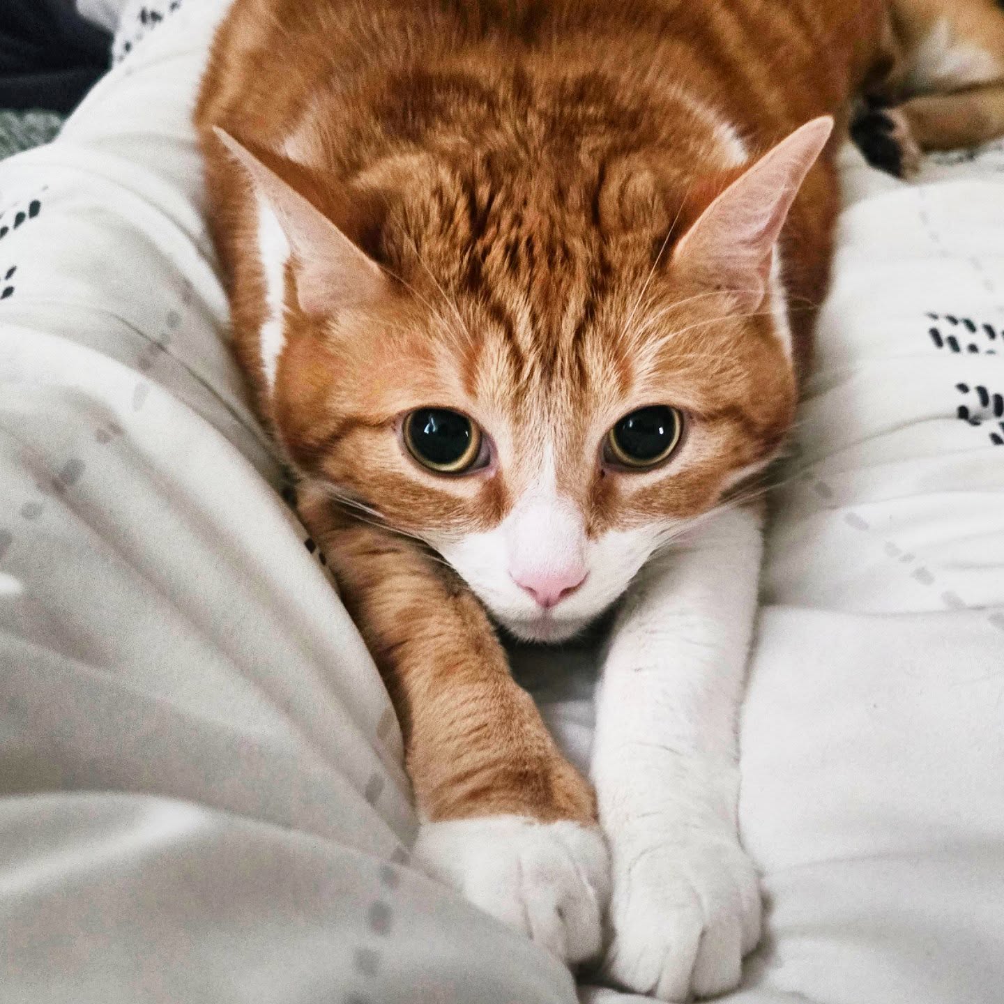 George the cat